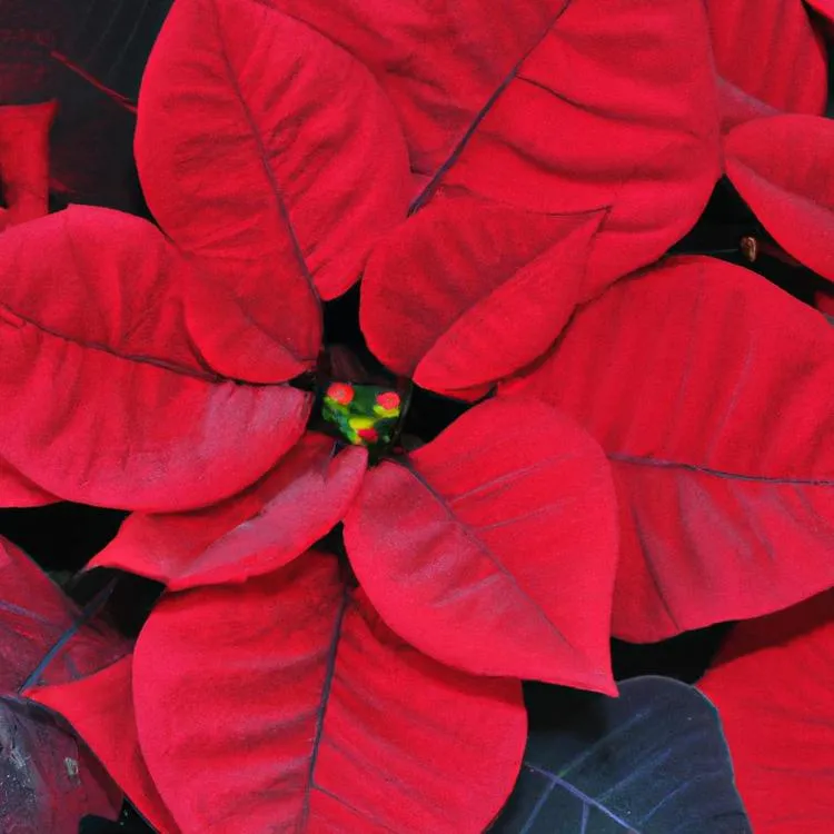 Jak sprawić, żeby gwiazda betlejemska miała czerwone liście