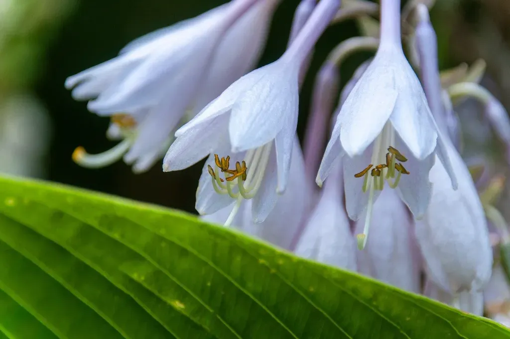 Jakie odmiany hosty wybrać do ogrodu