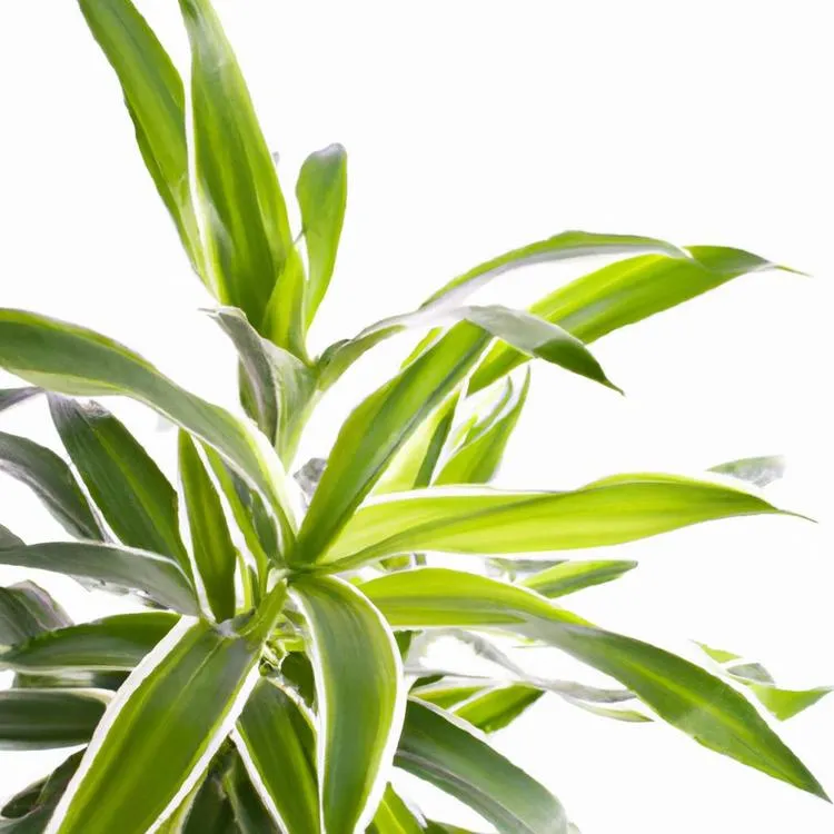 Dlaczego dracena gubi liście? Przyczyny i rozwiązania